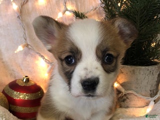 Welsh Corgi Pembroke dogs Holly - Ad 15