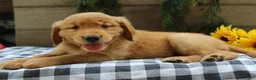 Golden Retriever dogs for sale: Trixie - Ad 4