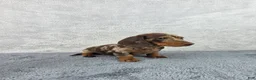 Miniature Dachshund dogs for sale: Missy - Ad 7