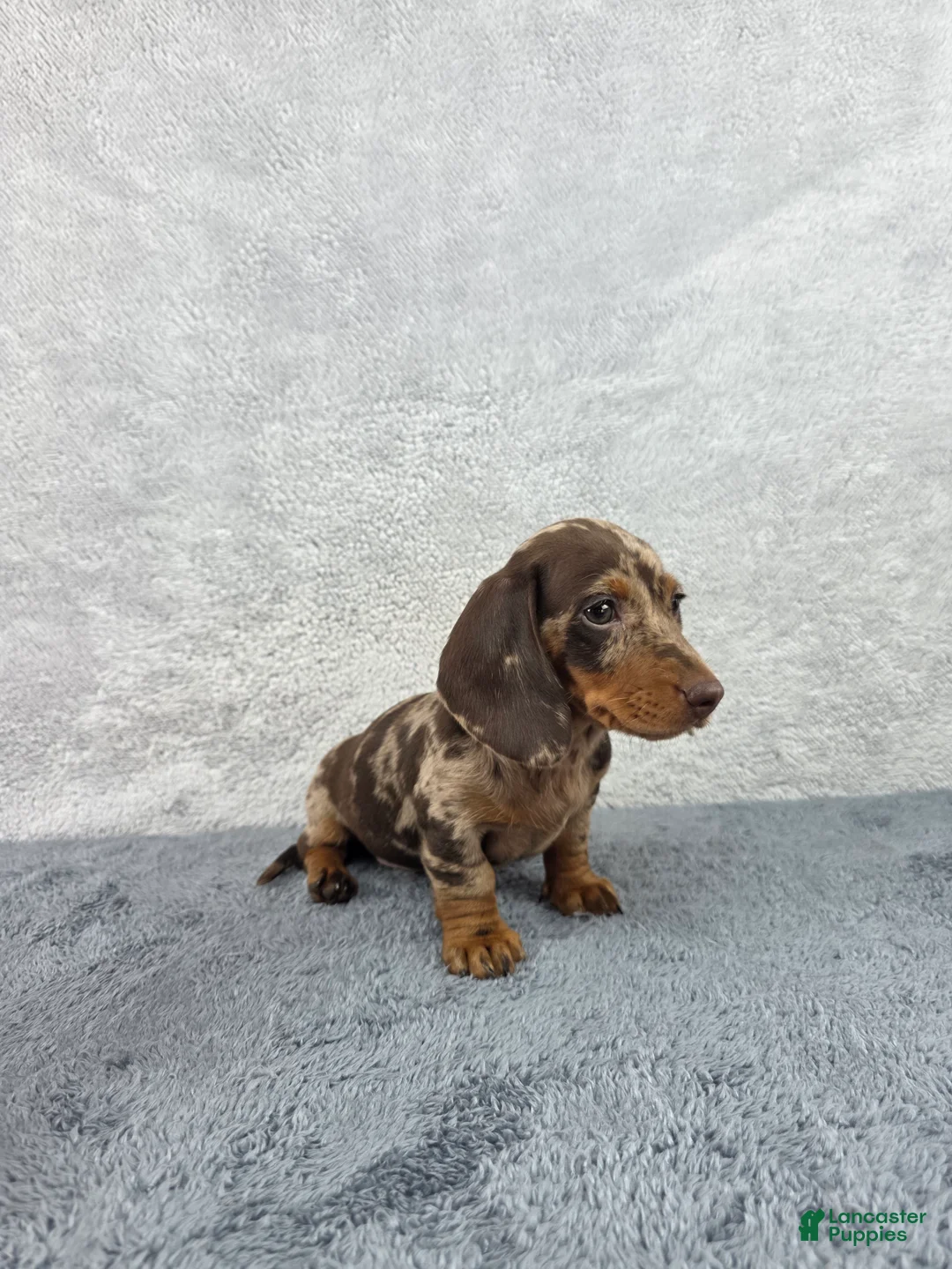 Miniature Dachshund dogs for sale: Missy - Ad 7