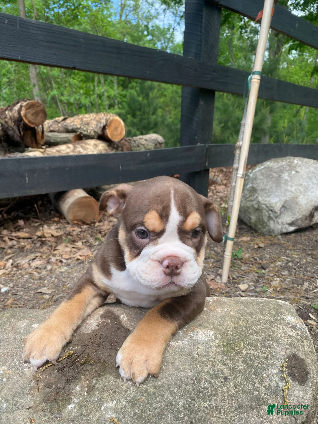 Mixed Breed dogs for sale: Sheba - Ad 11