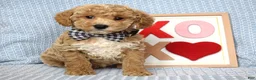 Toy Poodle dogs for sale: Parker - Ad 1