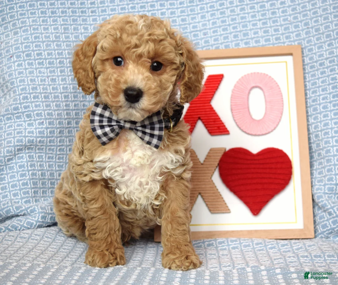 Toy Poodle dogs for sale: Parker - Ad 1