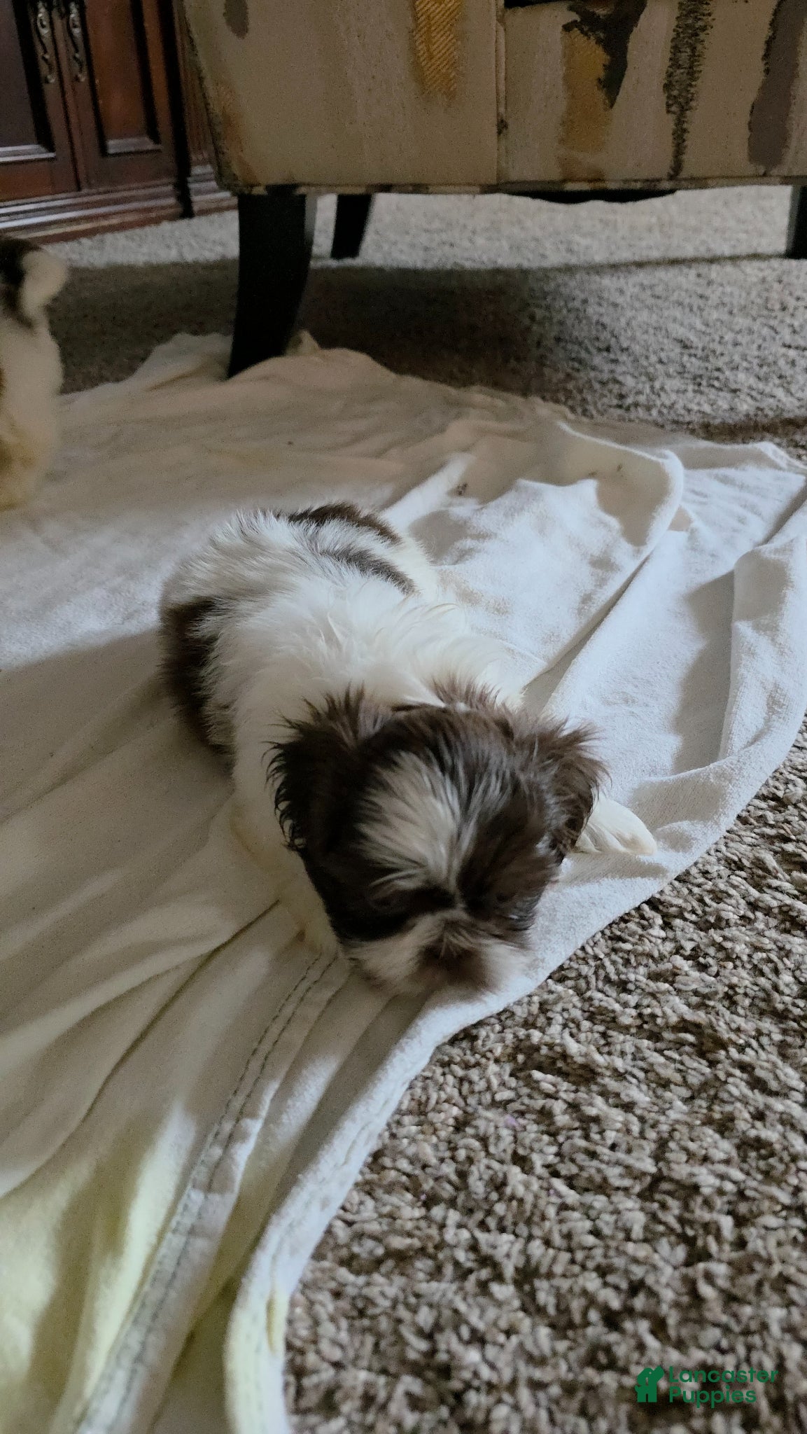 Shih Tzu dogs Shih Tzu Puppy 4 - Ad 38