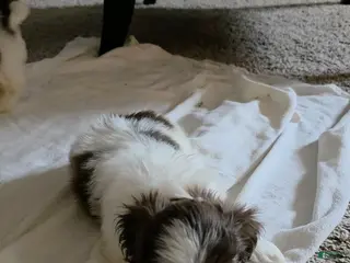 Shih Tzu dogs Shih Tzu Puppy 4 - Ad 32