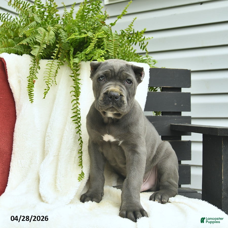Cane Corso dogs Dante  - Ad 2