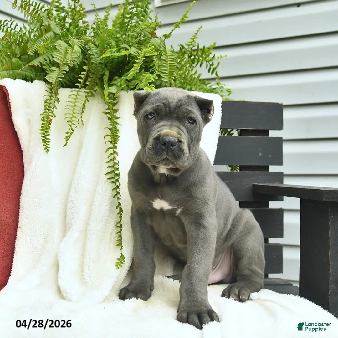 Cane Corso dogs for sale: Dante  - Ad 2