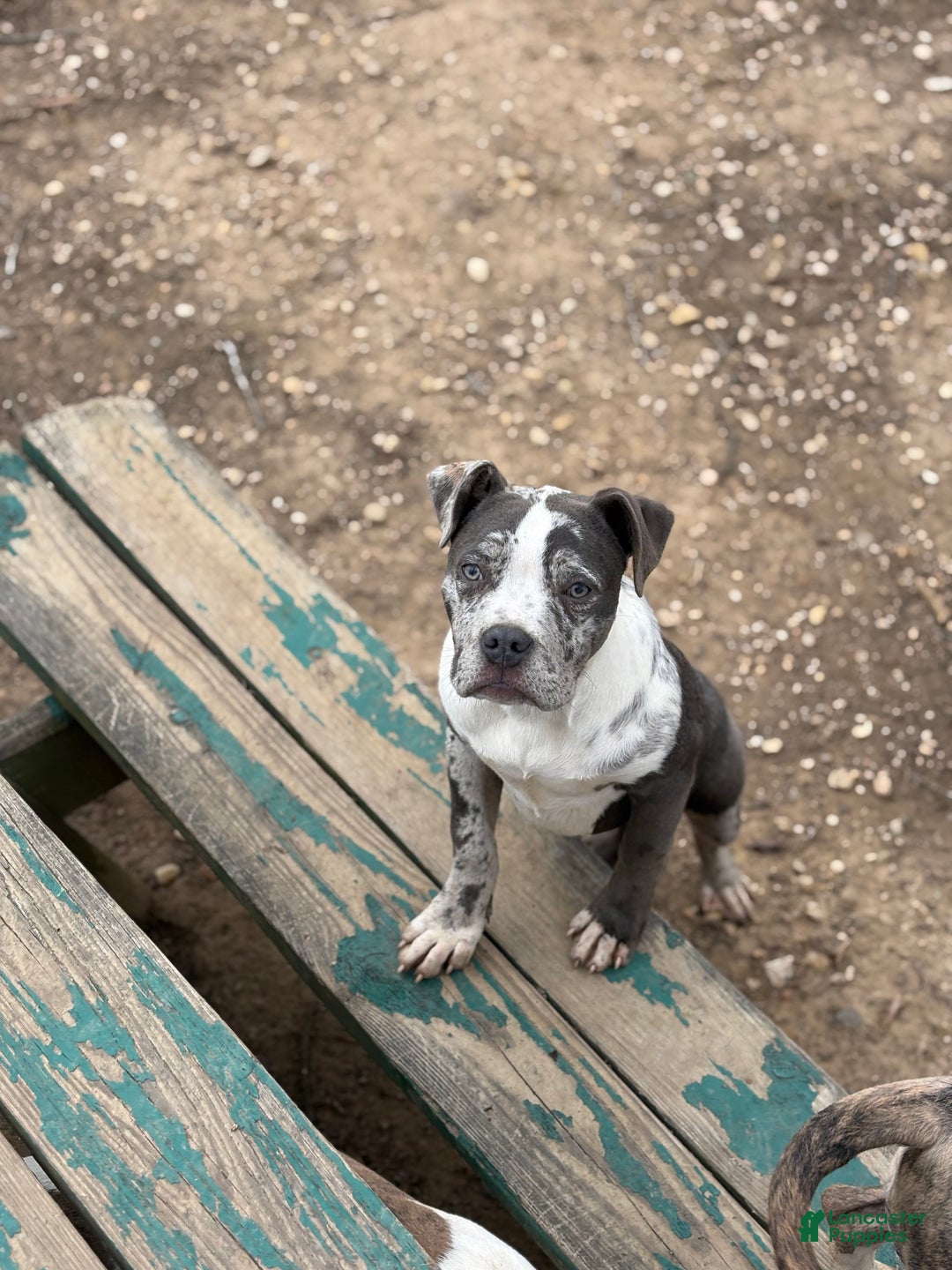 American Bully dogs for sale: Hope - Ad 6