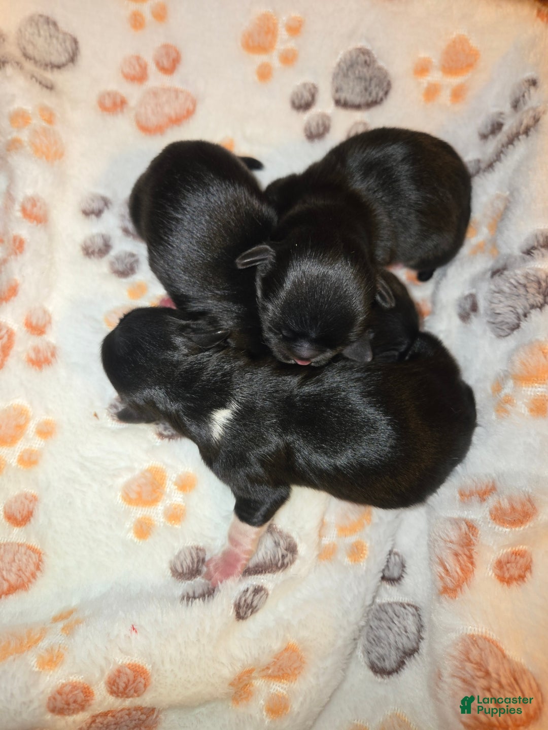 Pekingese dogs for sale: Morticia - Ad 19