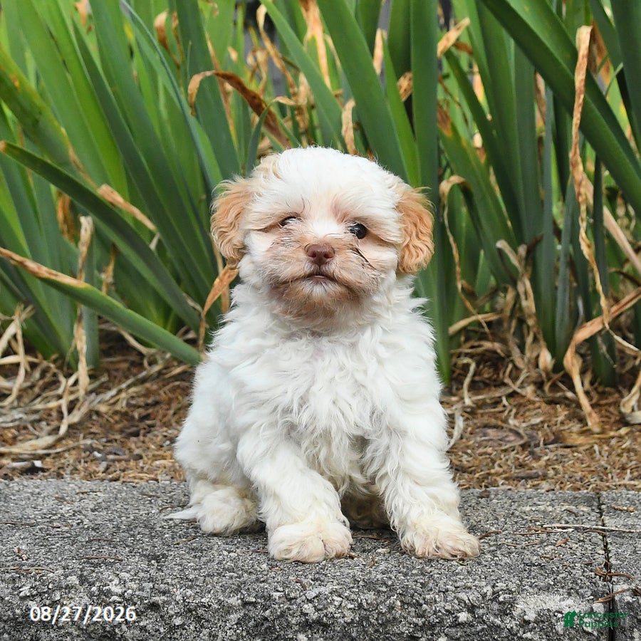 Havapoo dogs Lila  - Ad 2