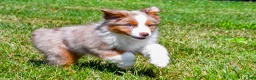 Miniature Australian Shepherd dogs for sale: Noah - Ad 7