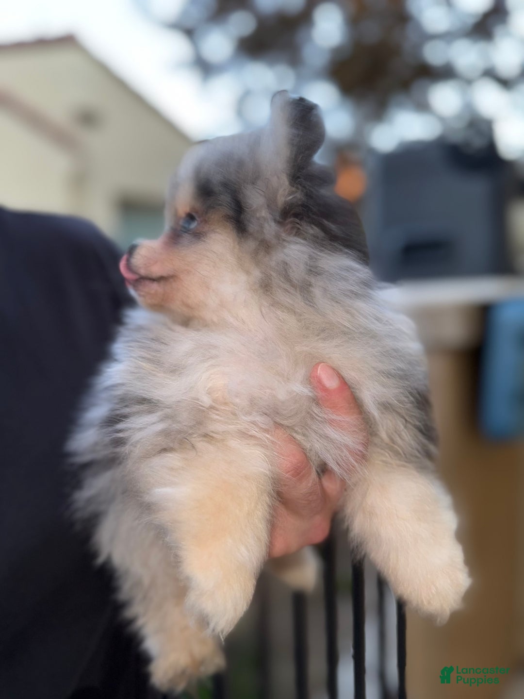 Pomeranian dogs for sale: Pomeranian Puppy 2 - Ad 1