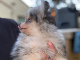 Pomeranian dogs Voilet - Ad 35