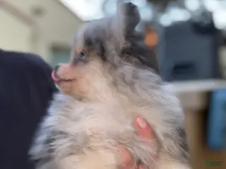 Pomeranian dogs Pomeranian Puppy 2 - Ad 2