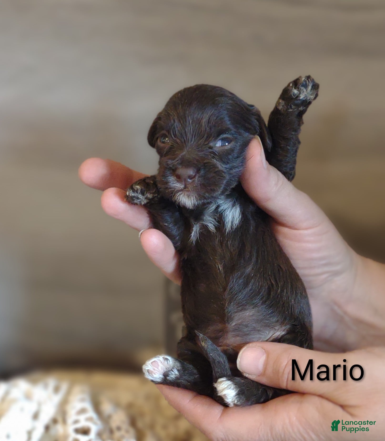 Shihpoo dogs Shihpoo Puppy 3 Mario - Ad 2