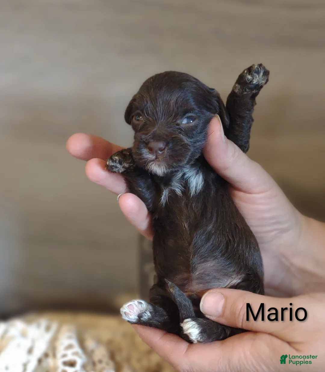Shihpoo dogs for sale: Shihpoo Puppy 3 Mario - Ad 2