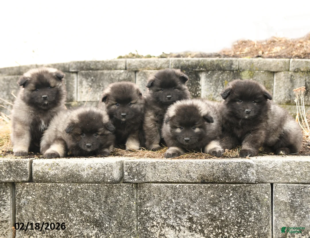 Keeshond dogs for sale: Piper - Ad 3
