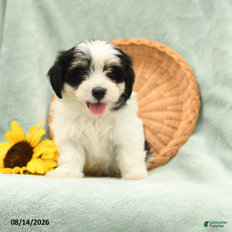Havanese dogs Bubbles - Ad 1