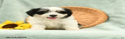Havanese dogs for sale: Bubbles - Ad 1