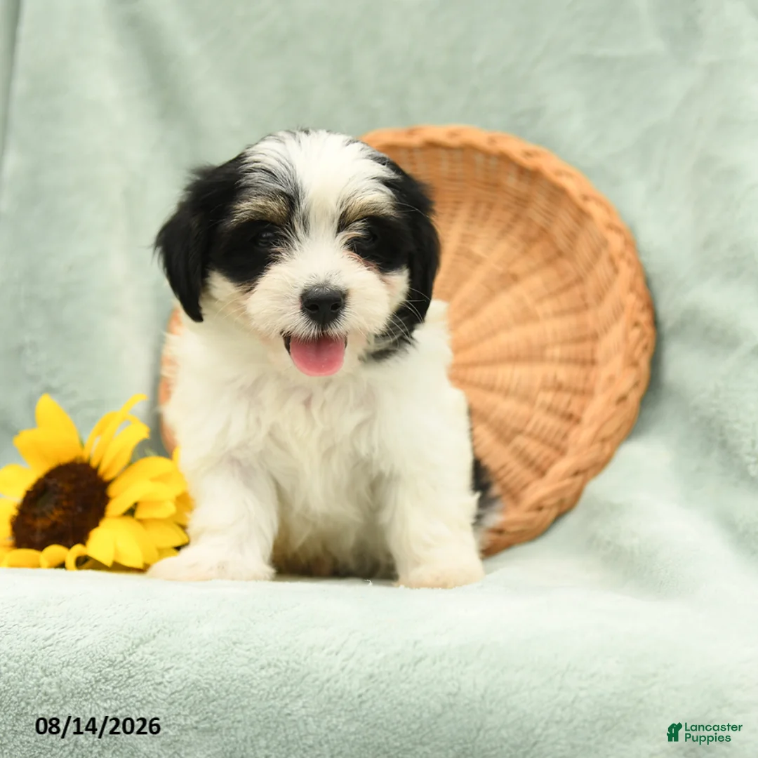 Havanese dogs for sale: Bubbles - Ad 1