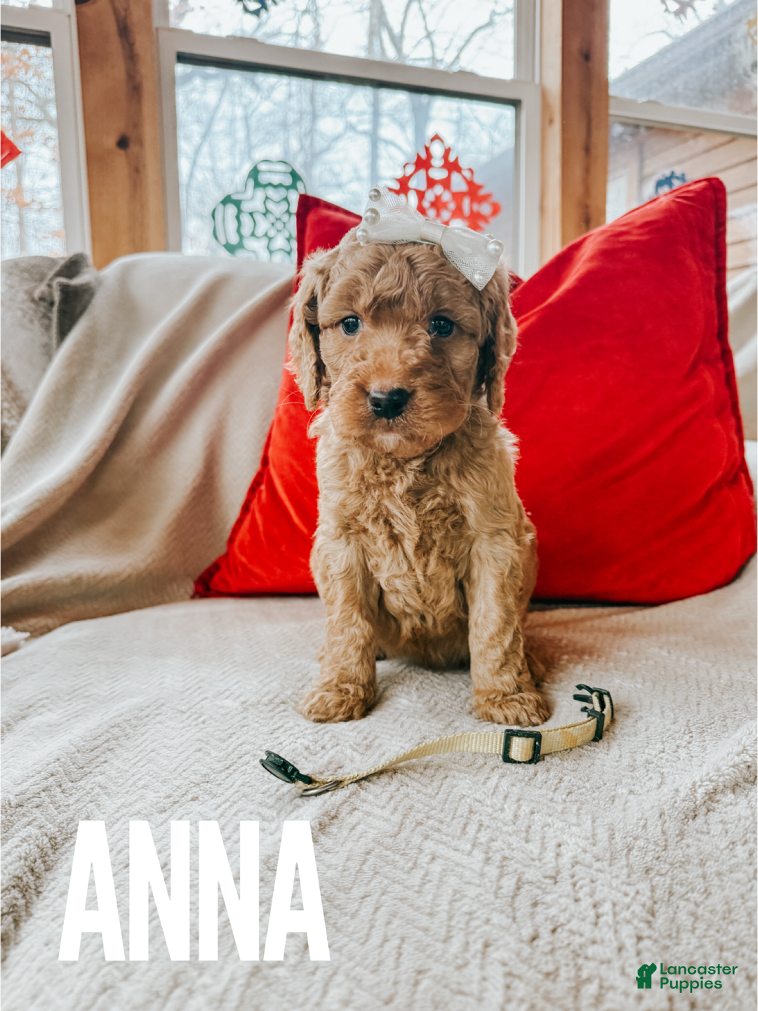Goldendoodle dogs for sale: Anna - Ad 1