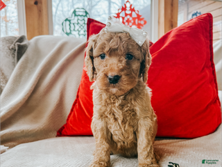 Goldendoodle dogs Anna - Ad 33