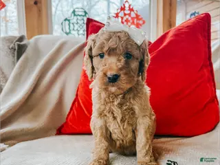 Goldendoodle dogs Anna - Ad 39
