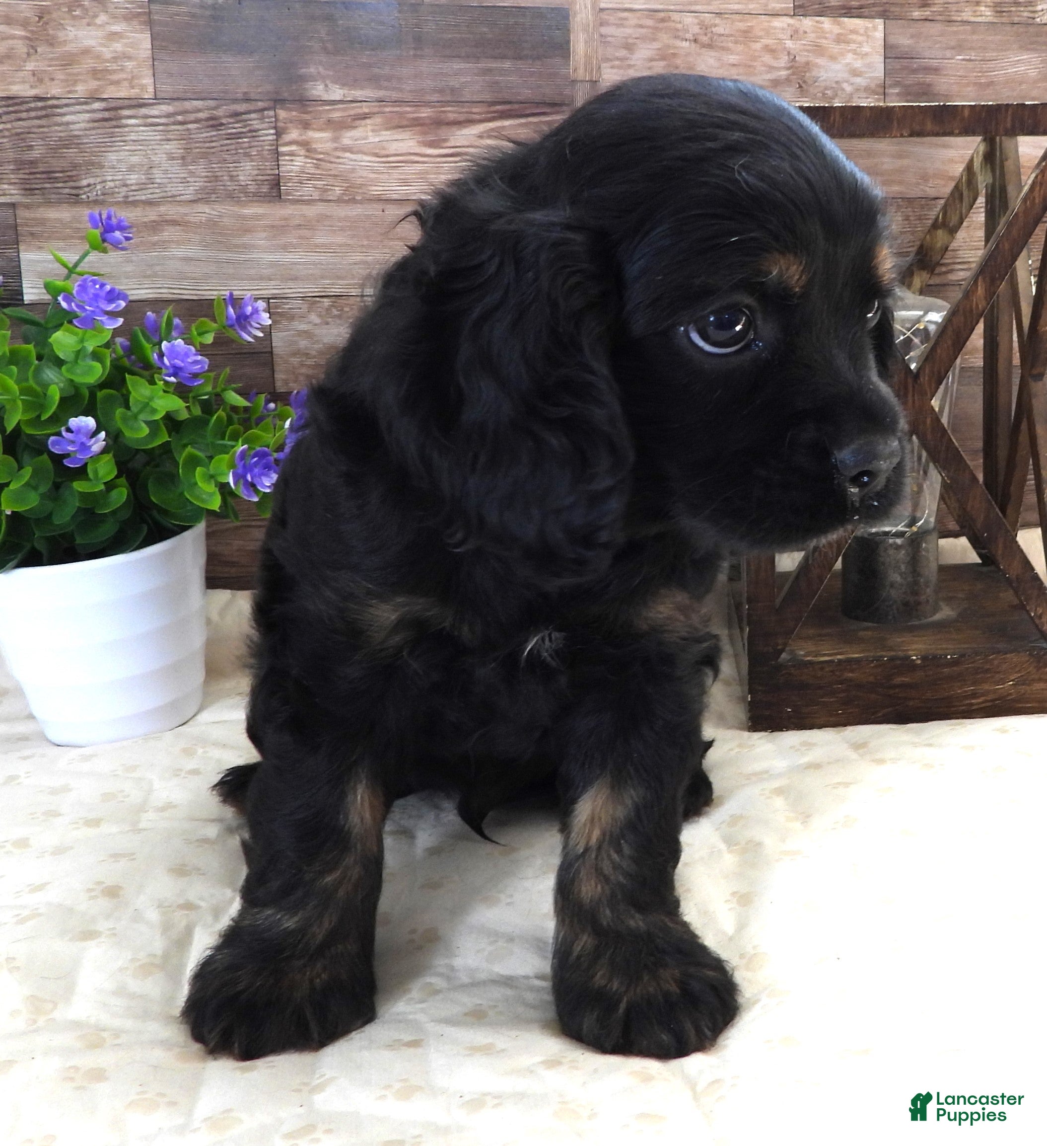 Mixed Breed dogs #2 Male of Blackie's - Ad 9