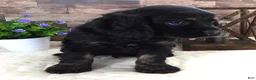 Mixed Breed dogs for sale: #2 Male of Blackie's - Ad 1