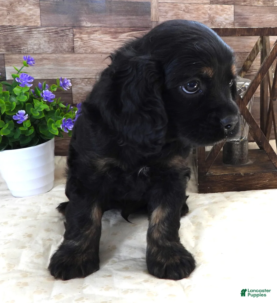 Mixed Breed dogs for sale: #2 Male of Blackie's - Ad 1
