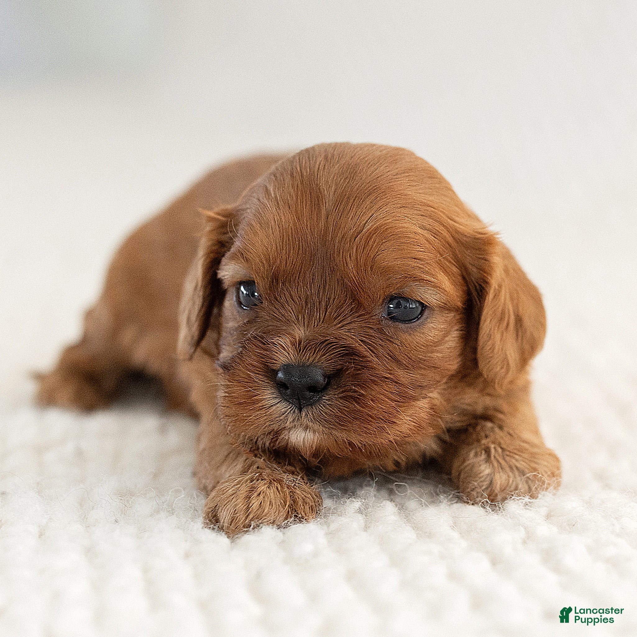 Cavalier King Charles Spaniel dogs for sale: Max Cavalier King Charles Spaniel  - Ad 2
