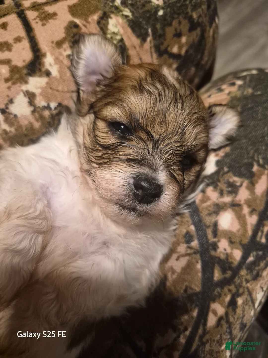 Mixed Breed dogs for sale: Mixed Breed 3 - Ad 1