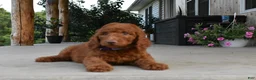 Standard Poodle dogs for sale: Eli moyen - Ad 6