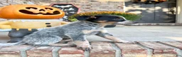 Australian Cattle Dog dogs for sale: Cash - Ad 3
