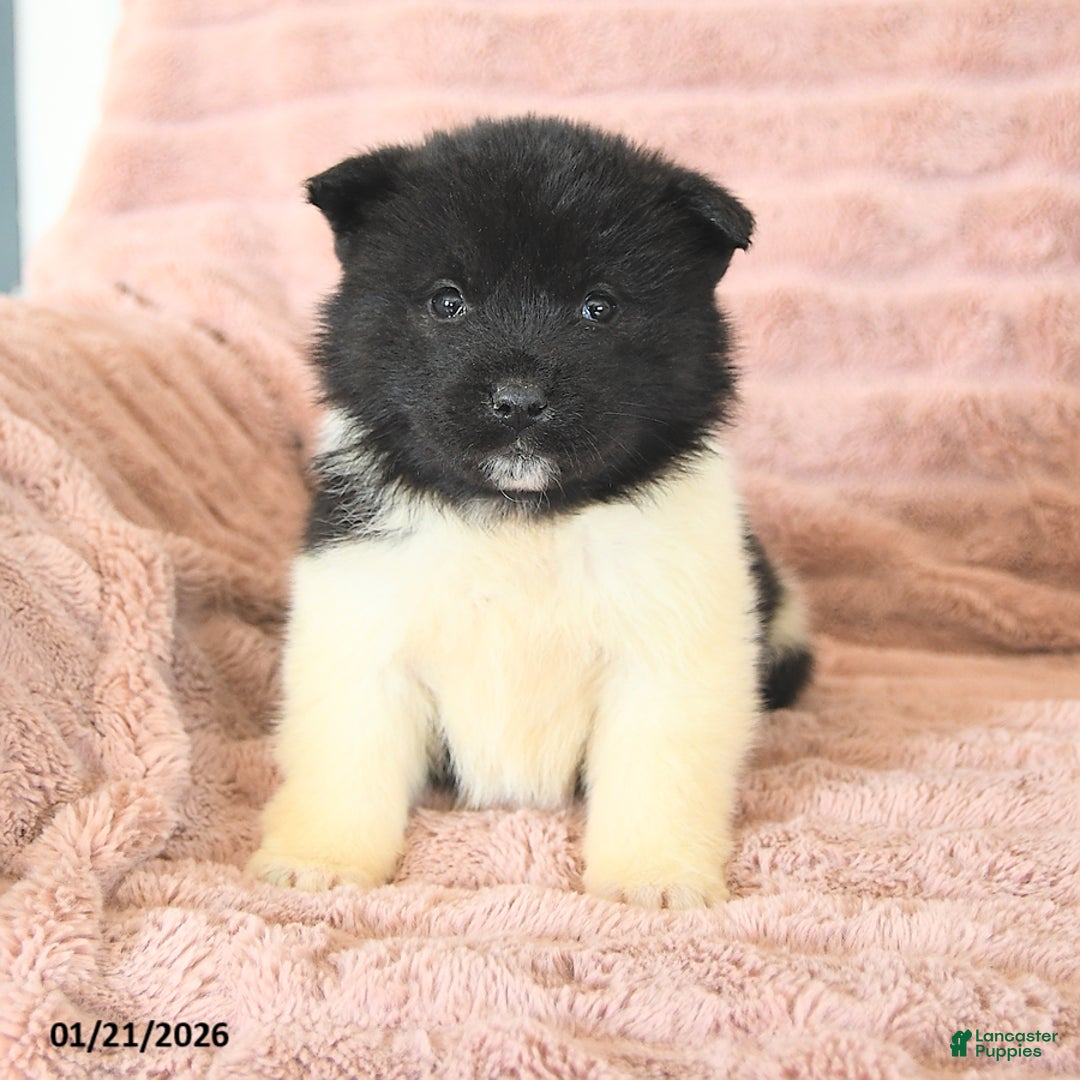Akita dogs for sale: Frost  - Ad 3