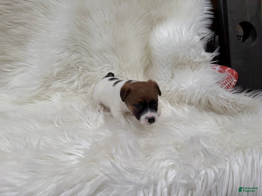 Jack Russell Terrier dogs for sale: Josie Puppy 2 - Ad 4
