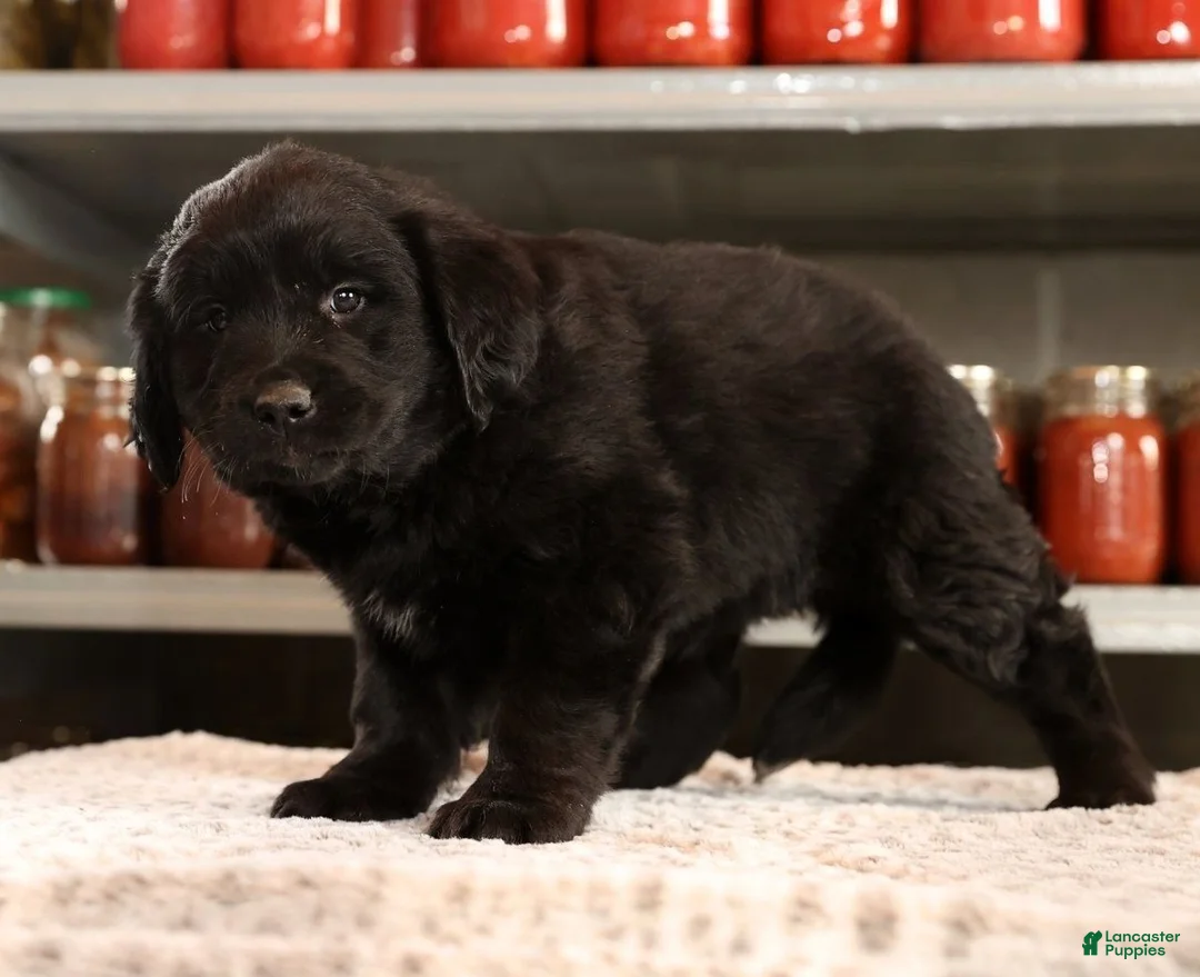 Mini Goldendoodle dogs for sale: Ken - Ad 7