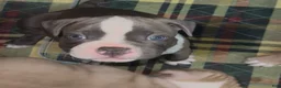 American Bully dogs for sale: American Bully 3 - Ad 4