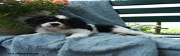 Cavalier King Charles Spaniel dogs for sale: Frisky - Ad 4