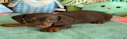 Miniature Dachshund dogs for sale: Bucky - Ad 2