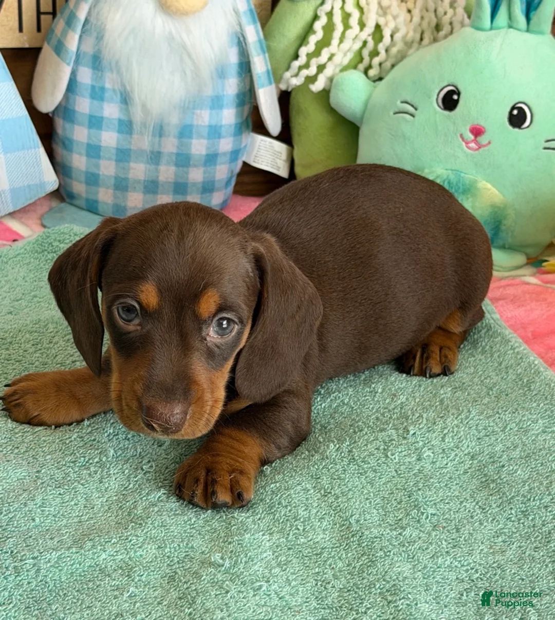 Miniature Dachshund dogs for sale: Bucky - Ad 2