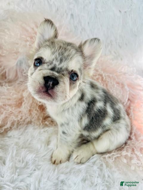 French Bulldog dogs French Bulldog Puppy 2 - Ad 7