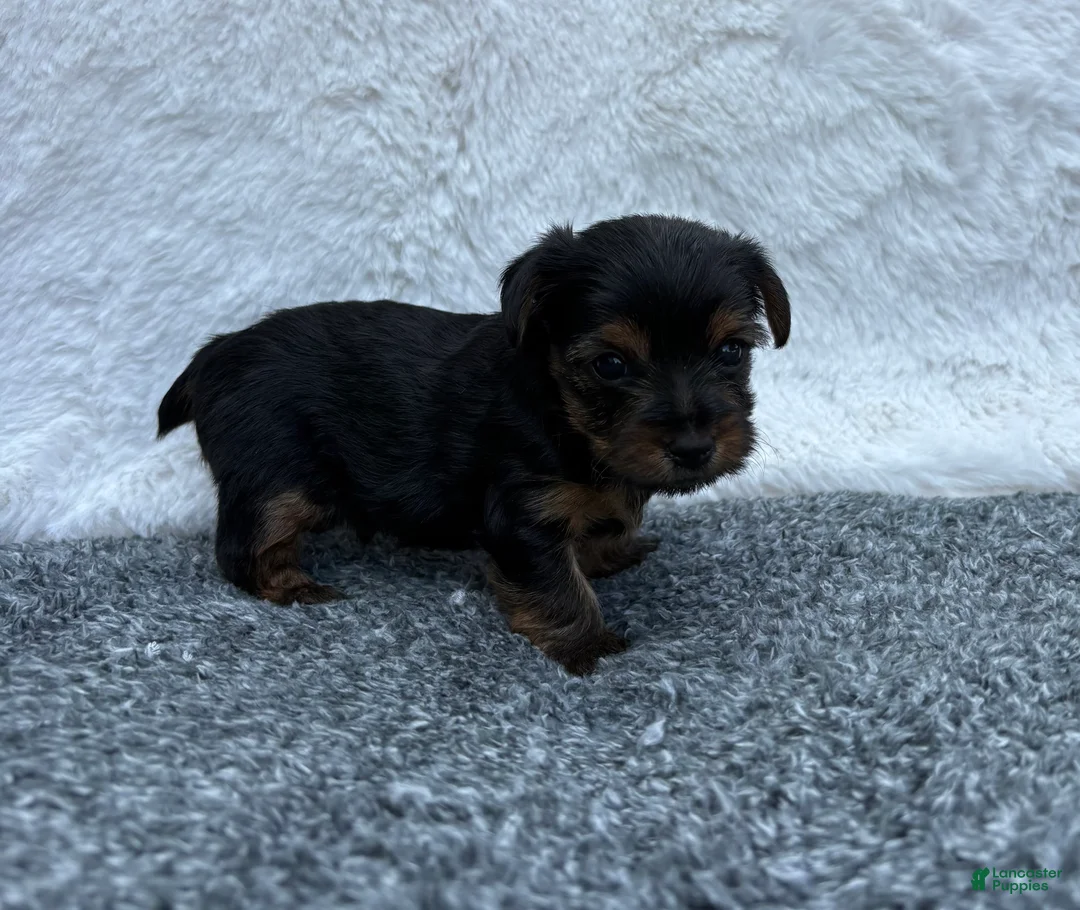 Yorkshire Terrier dogs for sale:  Chase - Ad 1