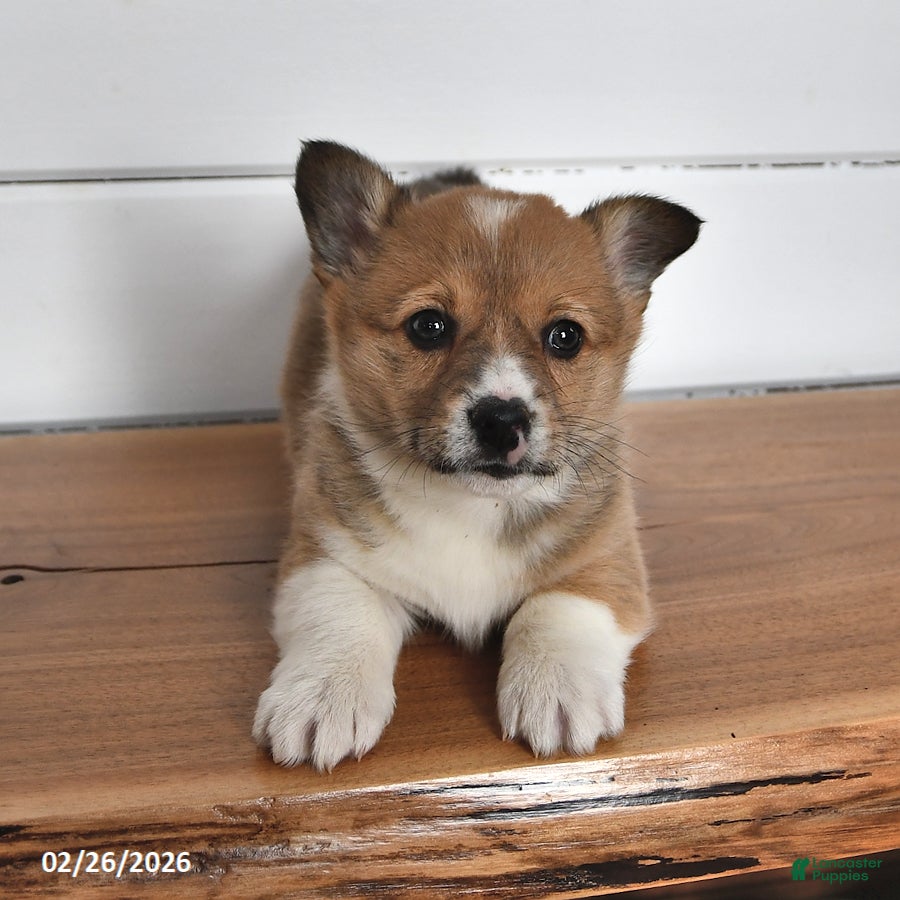 Welsh Corgi Pembroke dogs Biscuit - Ad 1