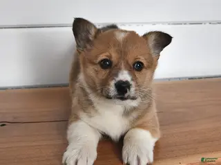 Welsh Corgi Pembroke dogs for sale: Biscuit - Ad 2