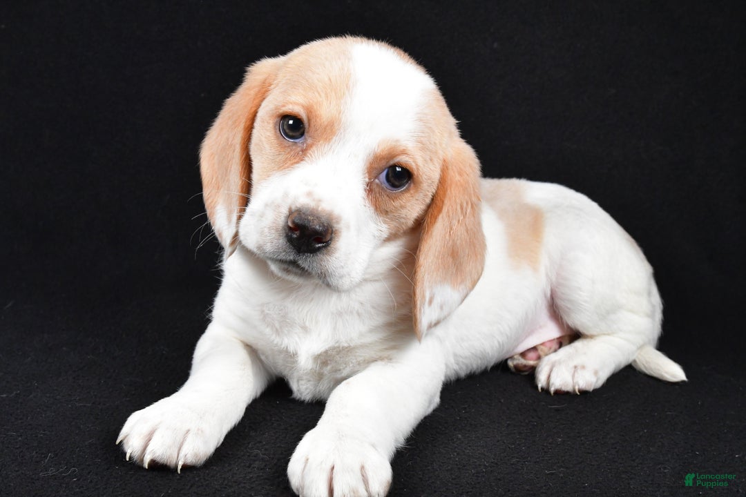 Beagle dogs for sale: Alex - Ad 9