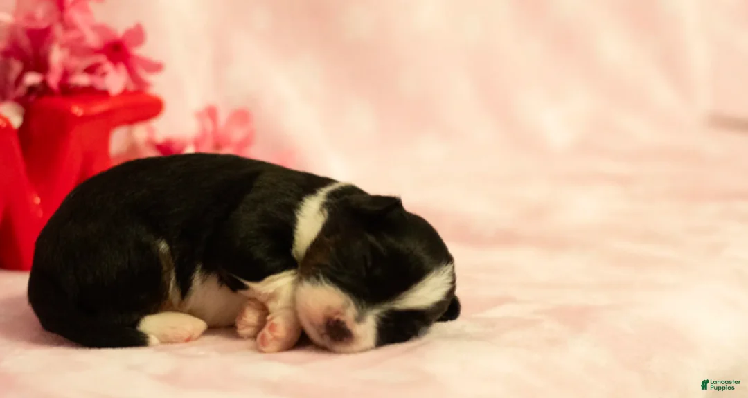 Toy Australian Shepherd dogs for sale: Poppy - Ad 2