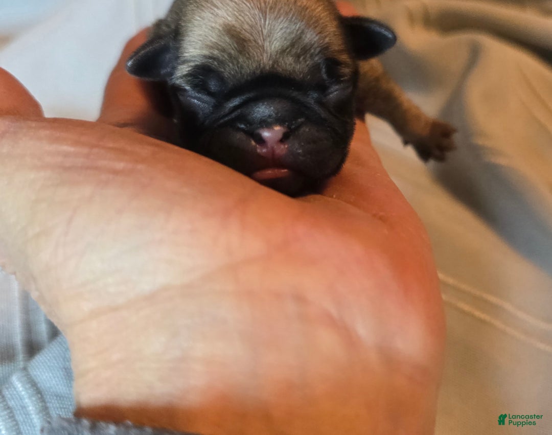 Pug dogs for sale: Freddie - Ad 1
