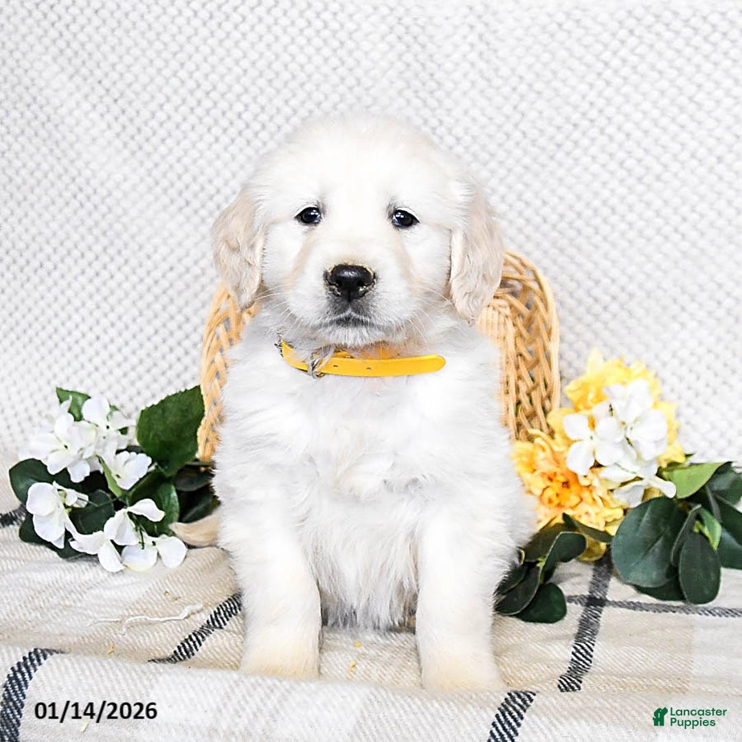 Golden Retriever dogs for sale: Sarge - Ad 2