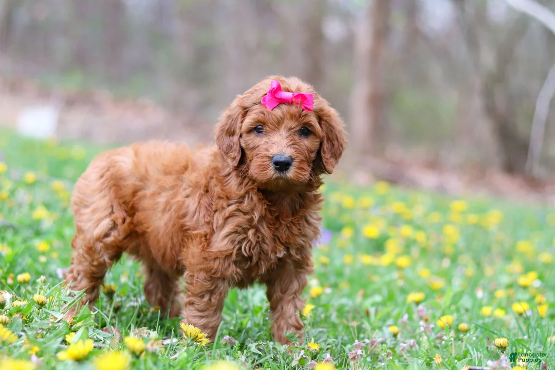 Goldendoodle dogs for sale: Lainey F1b - Ad 2